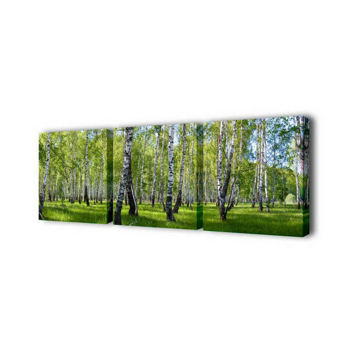 Модульная картина Березы Toplight 150х50см TL-M2003